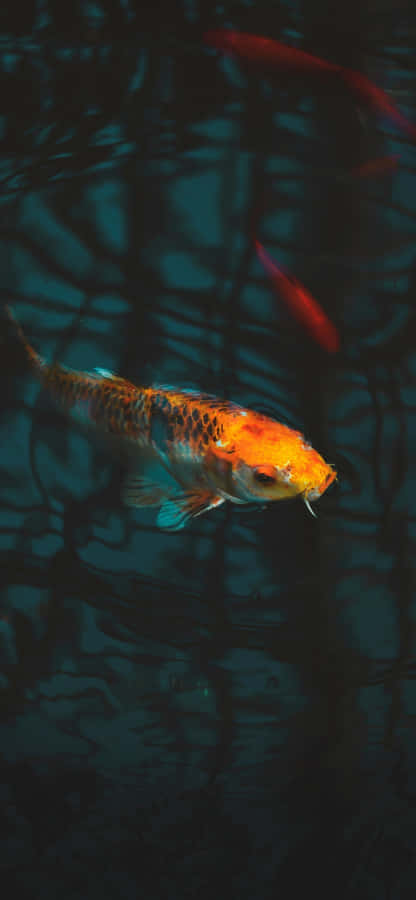 Aquatic Adventure Awaits. Wallpaper