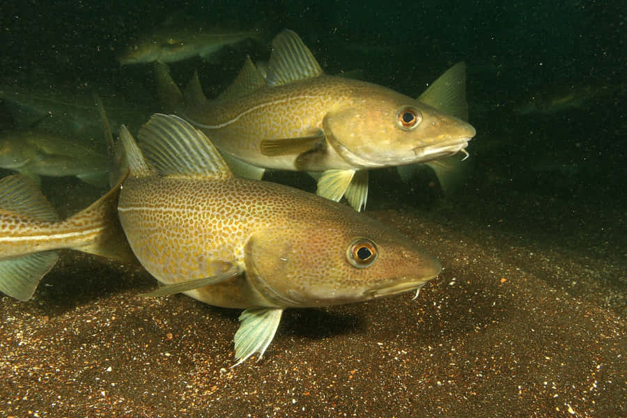 Arctic Cod Swimming Near Seabed.jpg Wallpaper