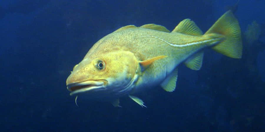 Arctic Cod Swimming Underwater Wallpaper