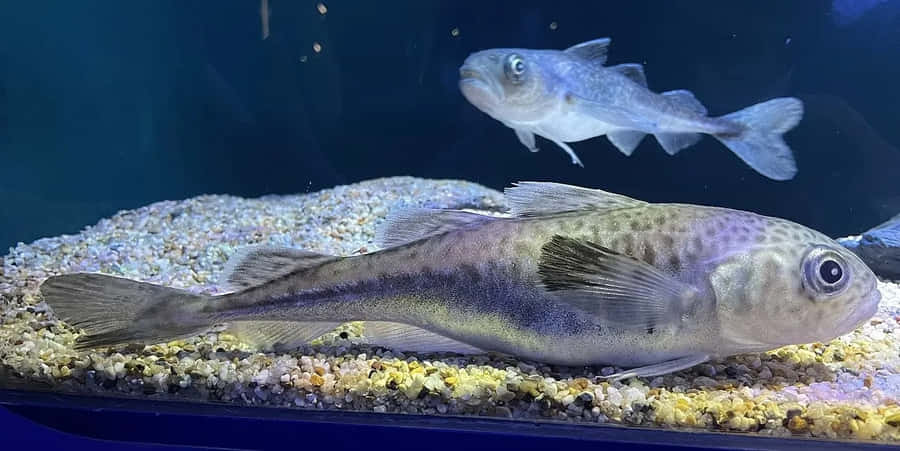 Arctic Codin Aquarium Wallpaper