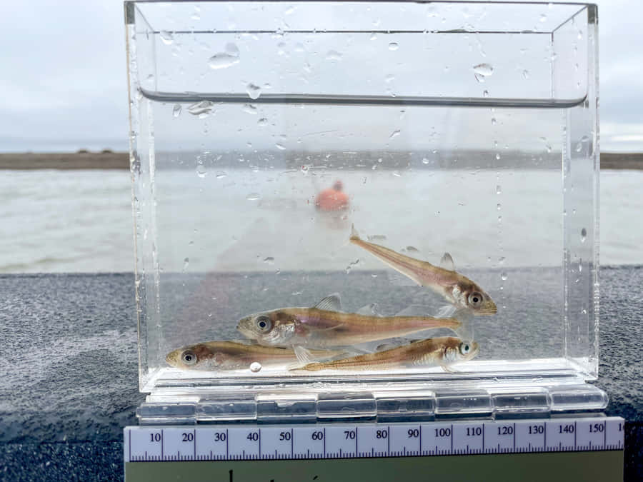 Arctic Codin Measurement Tank Wallpaper