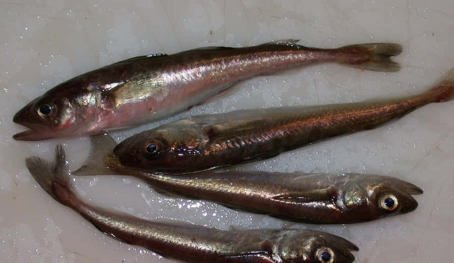 Arctic Codon Ice Wallpaper