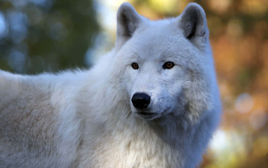Arctic Wolf 3000 X 1887 Wallpaper Wallpaper