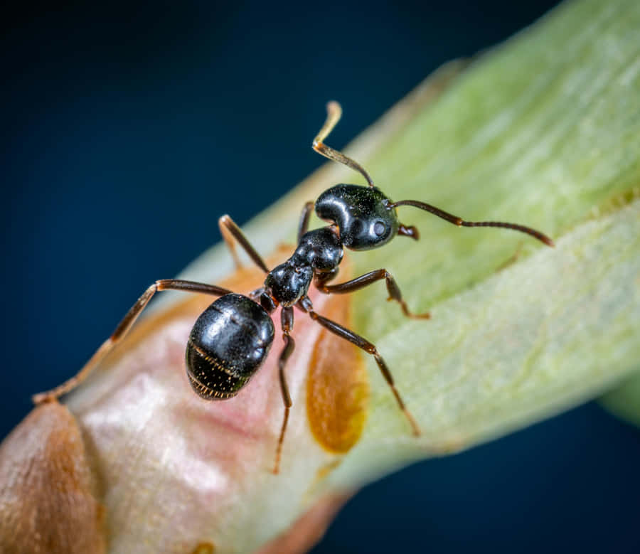 Argentine Ant Closeup Wallpaper