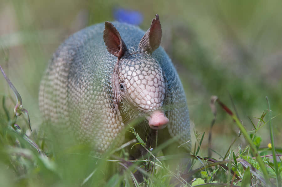 Armadilloin Grass.jpg Wallpaper