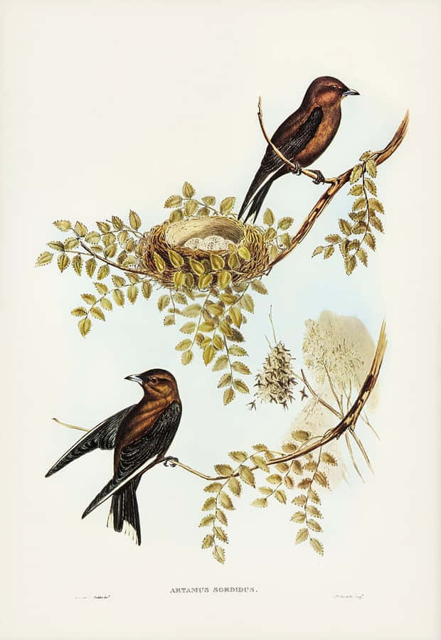 Artamus Sordid Painting Wallpaper