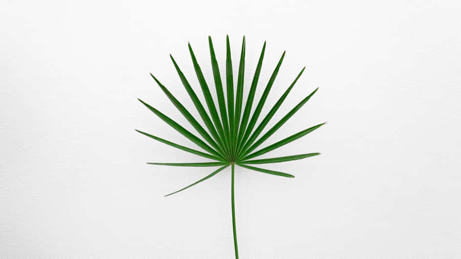 Artificial Image Minimalist Plant Desktop Wallpaper