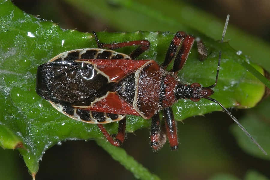 Assassin Bugon Green Leaf Wallpaper