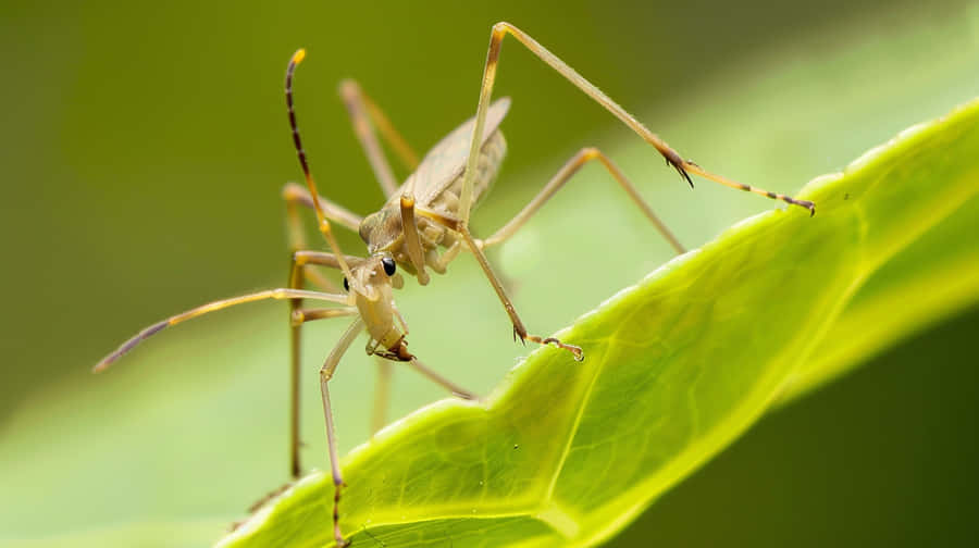 Assassin Bugon Green Leaf Wallpaper