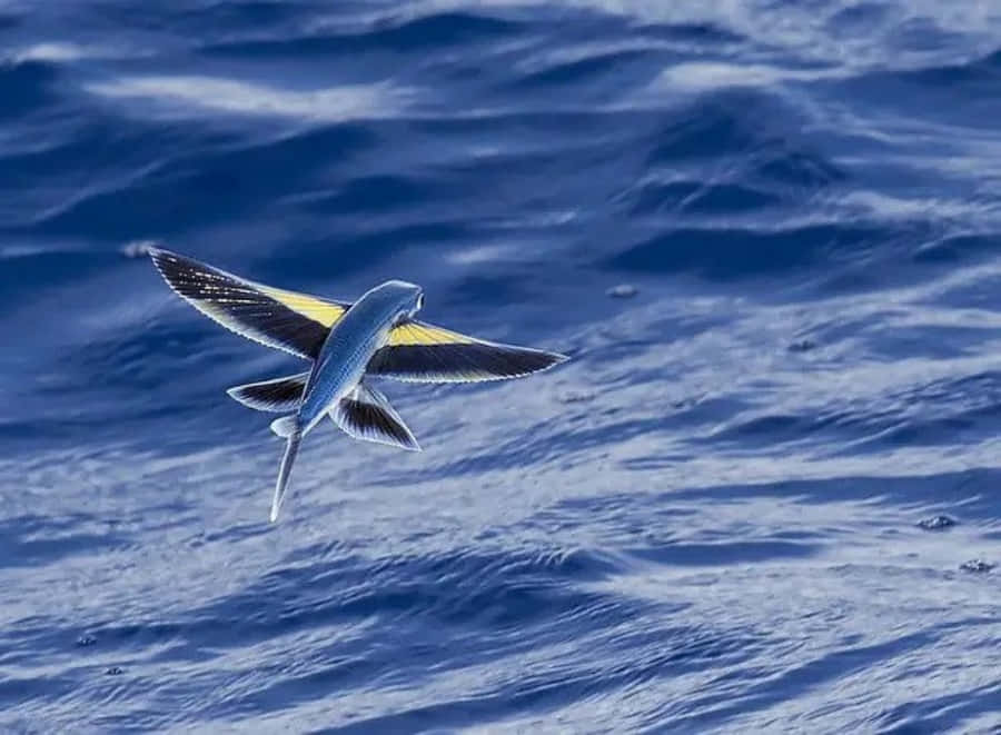 Astonishing Moment Of Flying Fish In Midair Wallpaper