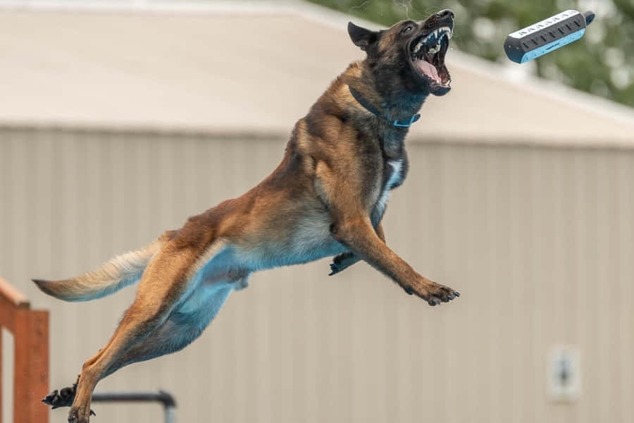 Athletic Dog Catching Frisbee During Outdoor Play Wallpaper