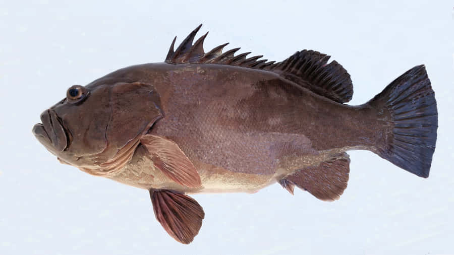 Atlantic Grouper Side View Wallpaper