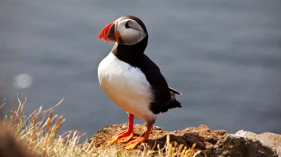 Atlantic Puffin Seaside Perch Wallpaper