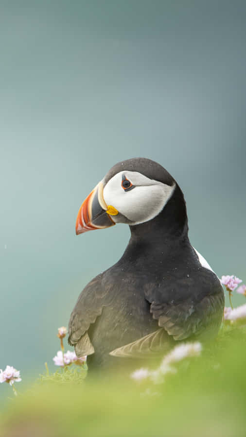 Atlantic Puffinin Blooming Meadow.jpg Wallpaper