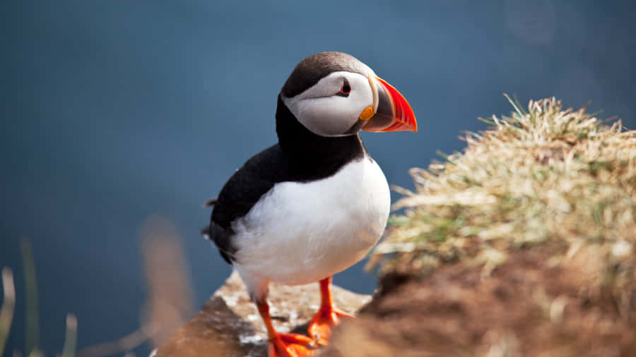 Atlantic Puffinon Cliff Edge Wallpaper