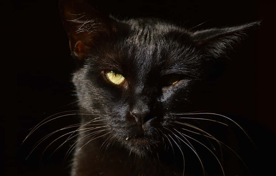 Atrocious Image Of A Cat With One Eye Wallpaper