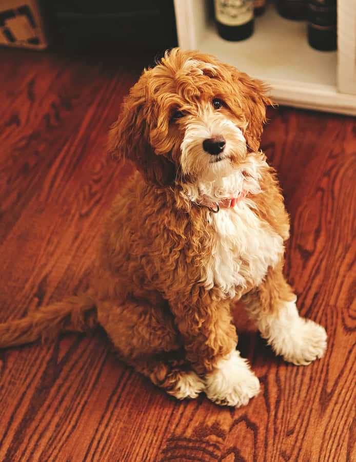Attentive Labradoodle Puppy Wallpaper