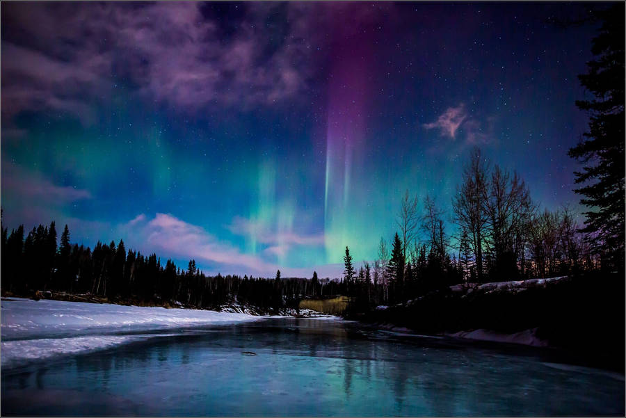 Aurora Borealis Northern Lights Forest Wallpaper