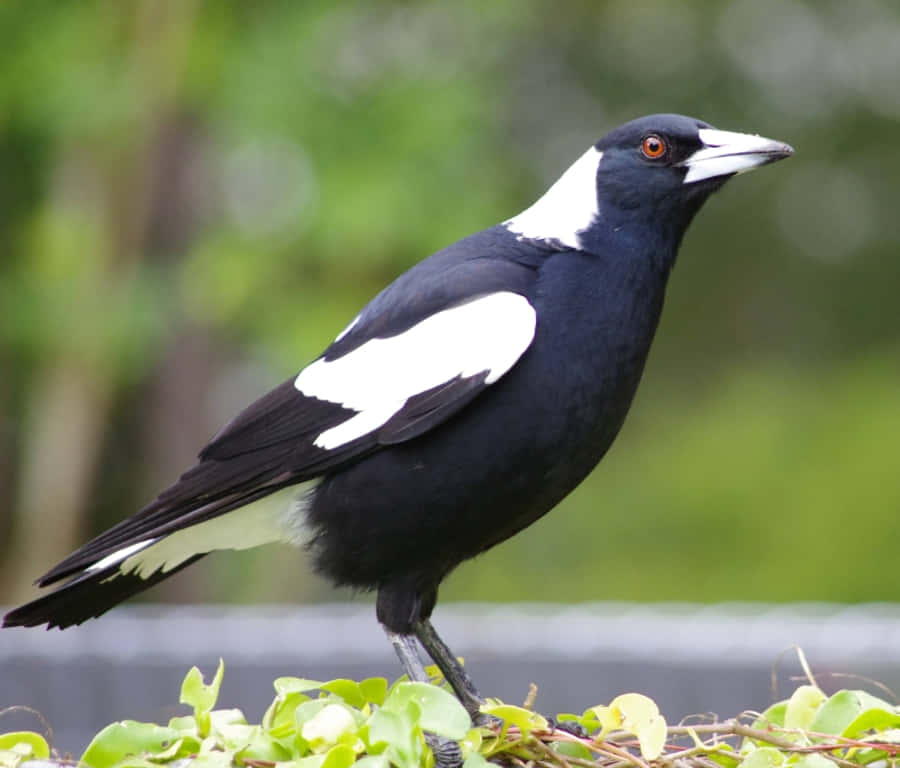 Australian Magpie Perched Wallpaper