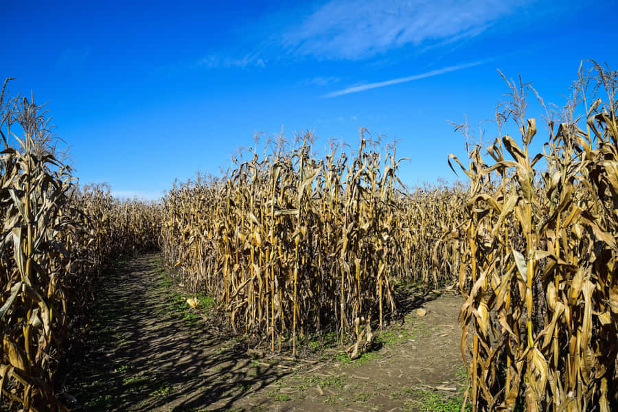 Autumn Corn Maze Pathway Wallpaper
