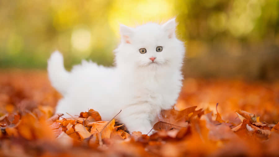 Autumn Cute Cat Pfp Wallpaper