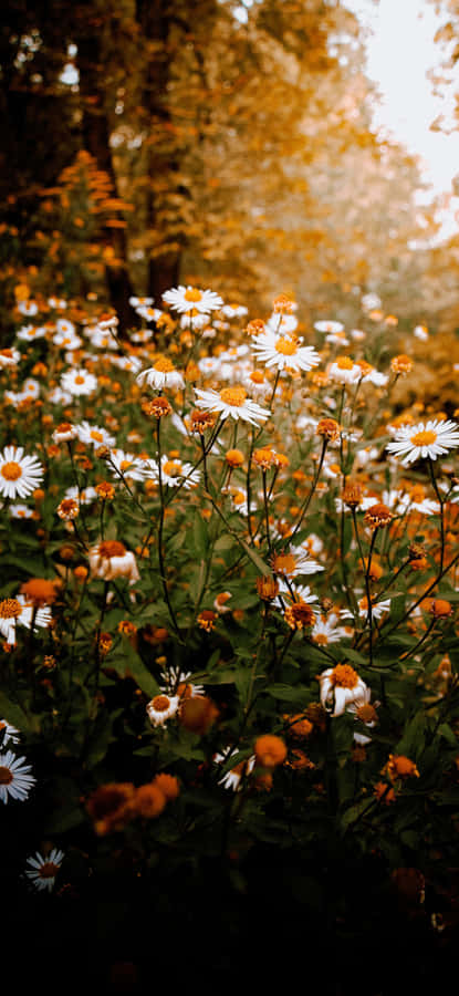 Autumn Daisy Field Shot Wallpaper