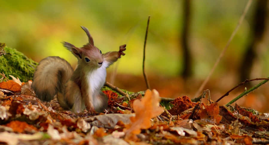 Autumn Forest Red Squirrel Wallpaper