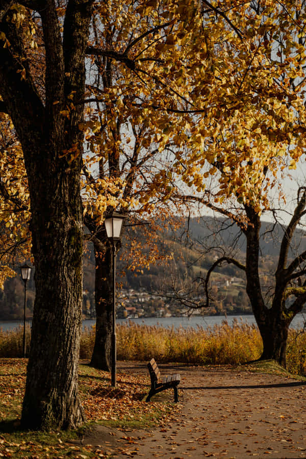 Autumn Lakeside Park Bench Wallpaper