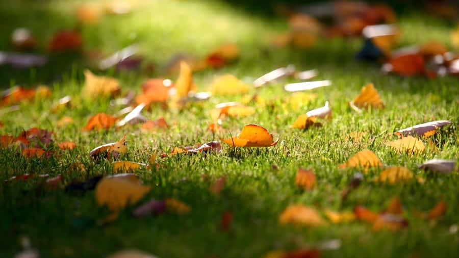 Autumn Leaves Depth Effect Wallpaper