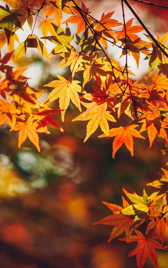 Autumn Leaves In The Forest Wallpaper
