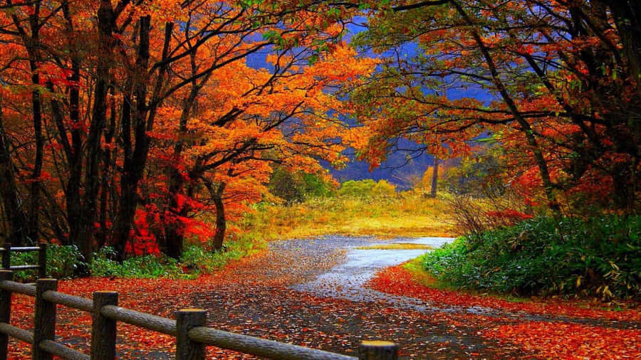Autumn Leaves On A Path With A Fence Wallpaper
