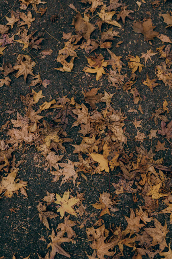 Autumn Leaveson Pavement Wallpaper