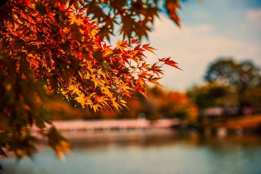 Autumn Maple Leaves Close-up Wallpaper