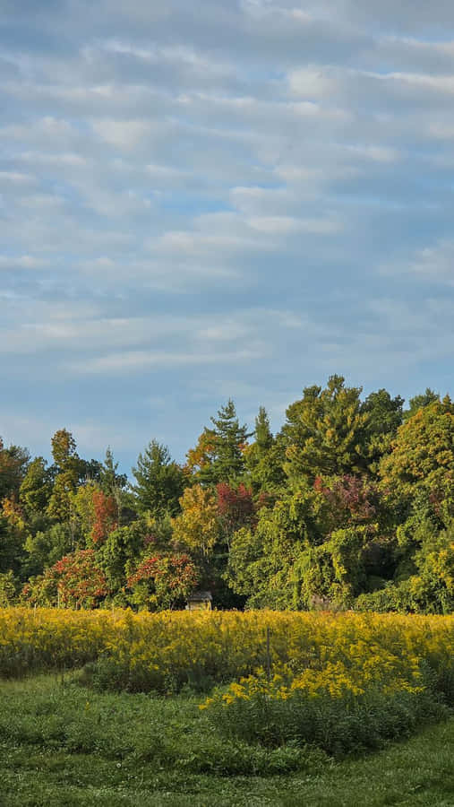 Autumn Meadowand Forest Skyline Wallpaper