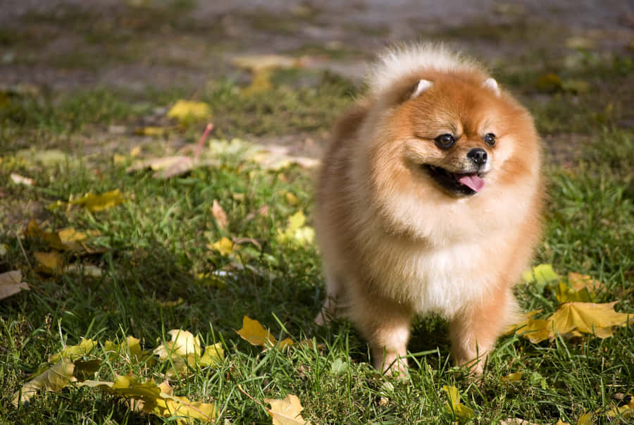 Autumn Pomeranian Delight Wallpaper