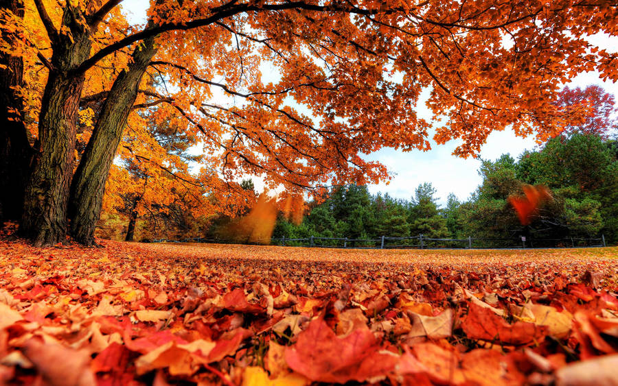 Autumn Season Worm Eye View Wallpaper