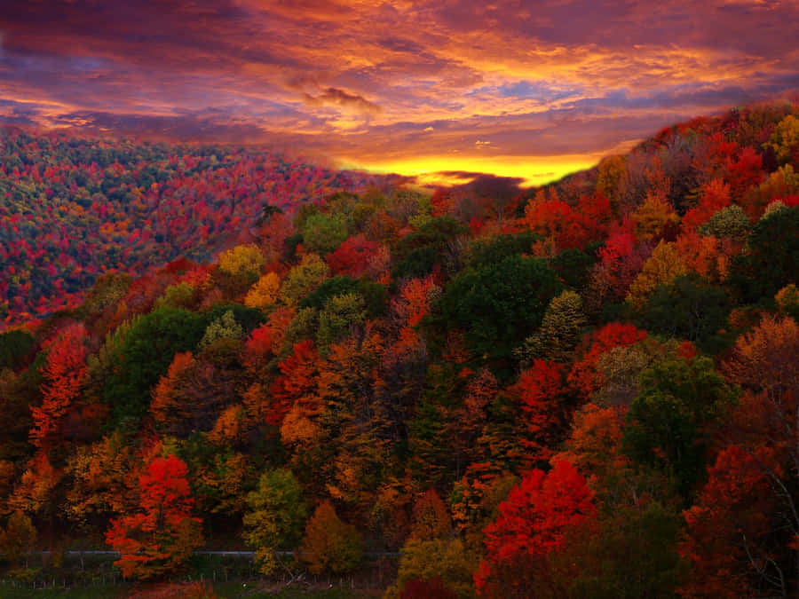 Autumn Splendor: A Stunning Display Of Fall Colors Wallpaper
