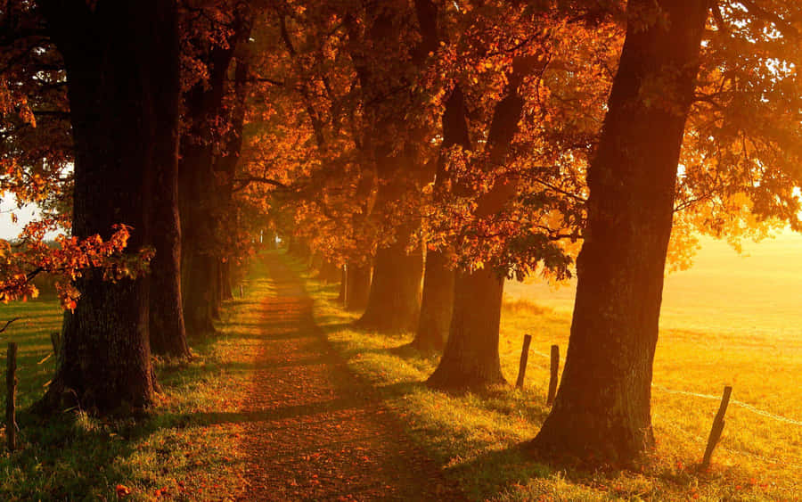 Autumn Sunrise Glow Wallpaper