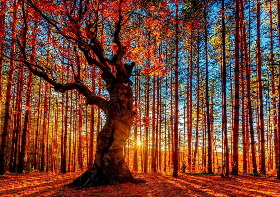 Autumn Sunset Forest Glow Wallpaper