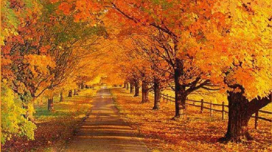 Autumn Trees Full Desktop Screen Hd Wallpaper