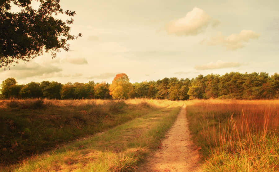 Autumnal Path Hilversum Nature Reserve Wallpaper