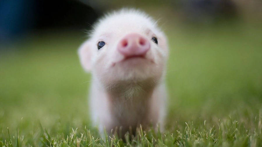 Baby Animal Sniffing Piglet Wallpaper