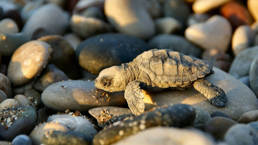 Baby Animal Turtle On Stones Wallpaper