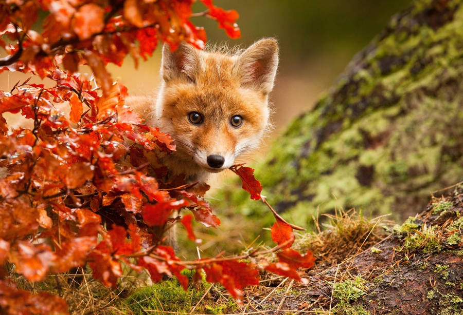 Baby Fox On Fall Season Wallpaper