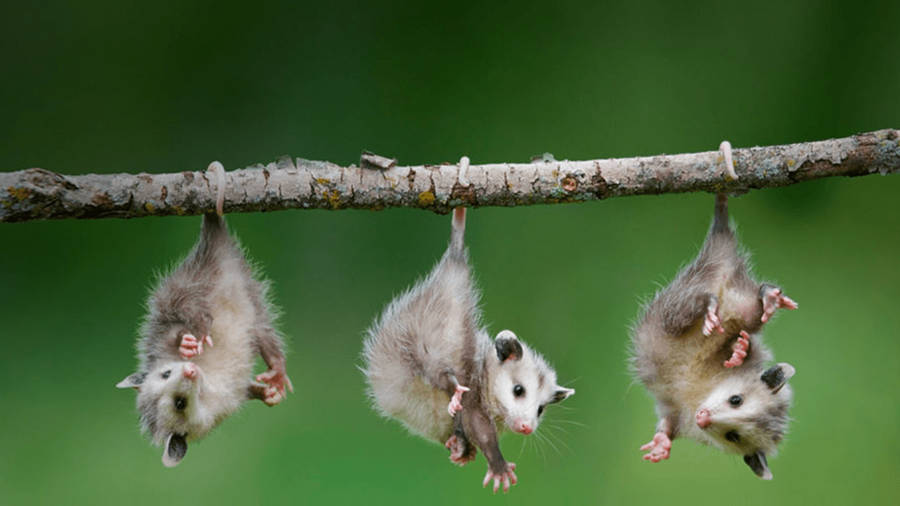 Baby Opossum Animal Wallpaper