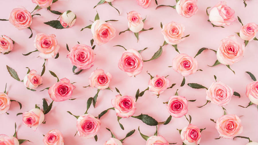 Baby Pink Rose Flowers Wall Decor Wallpaper