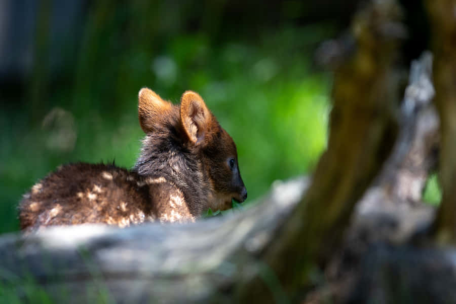 Baby Pudu Hidingin Nature.jpg Wallpaper
