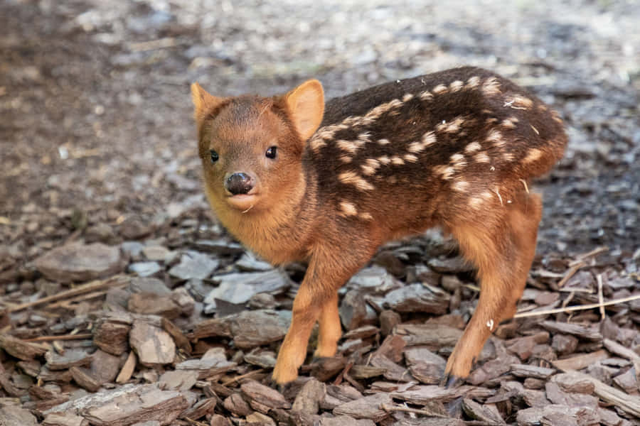 Baby Puduin Natural Habitat.jpg Wallpaper