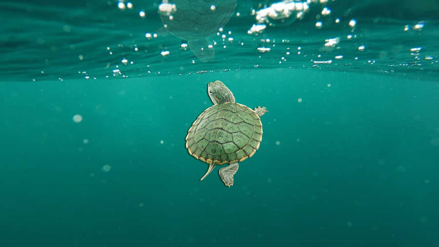 Baby Sea Turtle Swimming Wallpaper