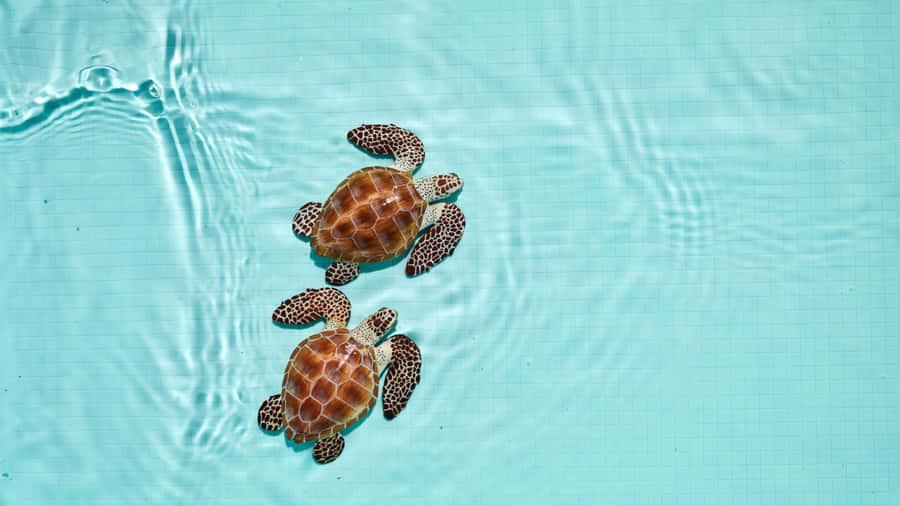 Baby Sea Turtles Swimming Wallpaper